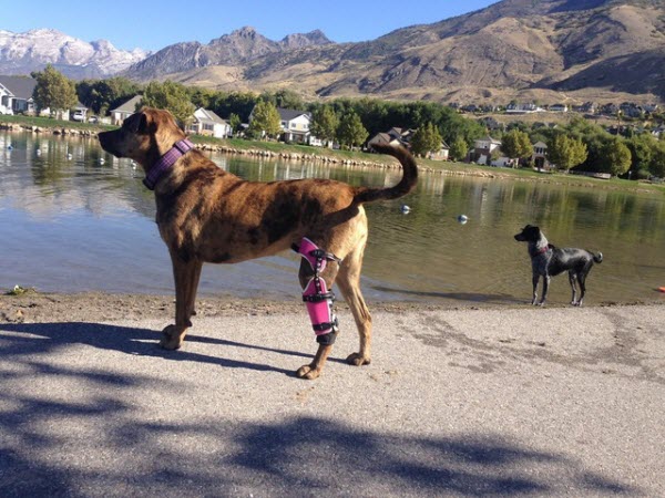 posh knee brace for dogs