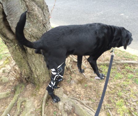 posh knee brace for dogs