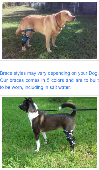 posh knee brace for dogs