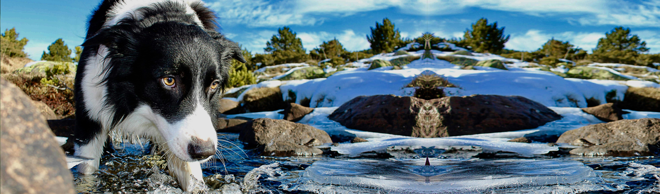 posh knee brace for dogs