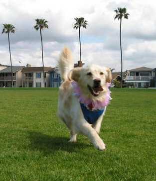 posh knee brace for dogs