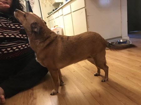 posh knee brace for dogs